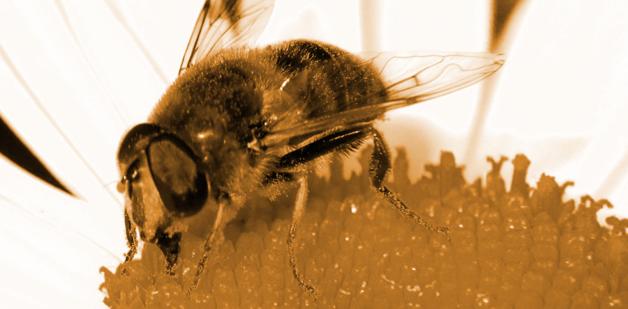 Beezapps creating better business facts 2