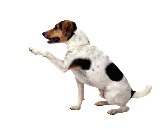 Beezapps & their four legged friends!